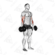 Animated demonstration of dumbbell standing reverse curl