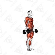 Démonstration animée de l’exercice burpee avec haltères