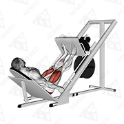 Animated demonstration of sled 45в° leg press