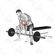 Animated demonstration of barbell seated close-grip concentration curl