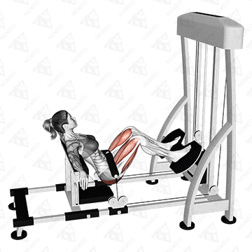 Animated demonstration of Cable machine hip thrust