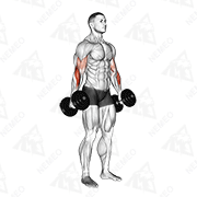 Animated demonstration of dumbbell hammer curl v. 2