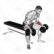 Démonstration animée de l’exercice Curl poignet supination assis avec haltères