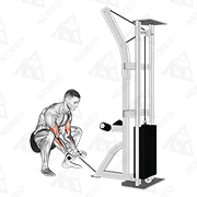 Animated demonstration of cable squatting curl