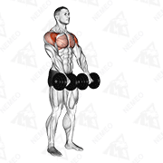 Animated demonstration of dumbbell front raise