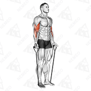 Animated demonstration of band alternating biceps curl