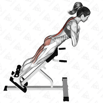 Animated demonstration of 45-degree hip extension (glute focus)