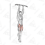 Animated demonstration of hanging straight leg raise