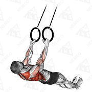 Animated demonstration of suspended row