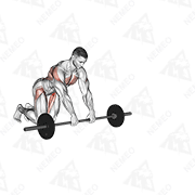 Animated demonstration of barbell rollerout