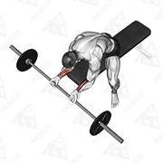 Démonstration animée de l’exercice Flexion des poignets avec barre assis