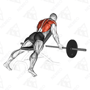 Animated demonstration of barbell reverse grip incline bench row