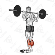 Animated demonstration of barbell standing calf raise