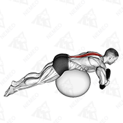 Animated demonstration of weighted hyperextension (on stability ball)