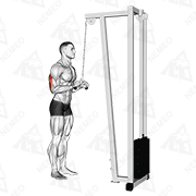 Dimostrazione animata di Pulley Triceps Extensions (V-Bar)