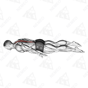 Animated demonstration of lower back curl