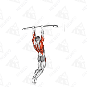 Animierte Vorführung von Muscle-up