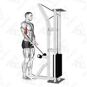 Animated demonstration of cable close grip curl
