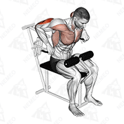 Animated demonstration of lever overhand triceps dip