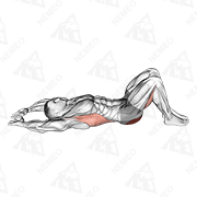 Animated demonstration of pelvic tilt into bridge