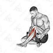 Demostración animada de Estiramiento tibial posterior