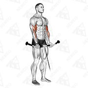 Animated demonstration of cable curl