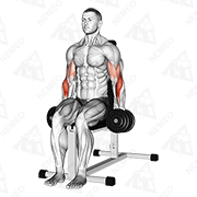 Animated demonstration of dumbbell seated hammer curl