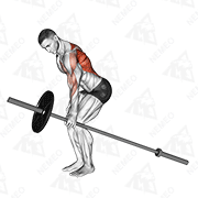 Animated demonstration of barbell one arm bent over row