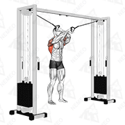 Animated demonstration of cable lat pulldown full range of motion