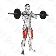 Animated demonstration of barbell zercher squat