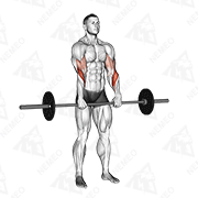Animated demonstration of barbell standing reverse grip curl