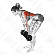 Démonstration animée de l’exercice Rowing debout penché en avant, prise pronation, avec haltères