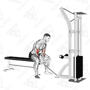 Animated demonstration of cable concentration curl