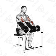 Démonstration animée de l’exercice Curl biceps pronation aux haltères sur pupitre