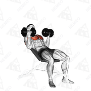 Animated demonstration of dumbbell incline palm-in press