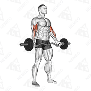 Animated demonstration of ez-barbell standing wide grip biceps curl
