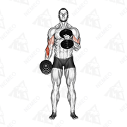 Animated demonstration of dumbbell cross body hammer curl