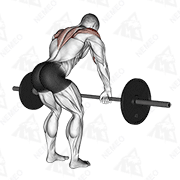 Animated demonstration of barbell rear delt row