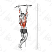 Dimostrazione animata di Pull-up in supinazione