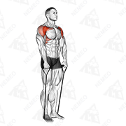 Animated demonstration of band front raise