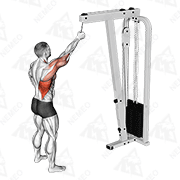 Animated demonstration of cable one arm pulldown