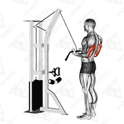 Animated demonstration of cable reverse-grip pushdown