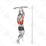 Animated demonstration of close grip chin-up