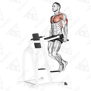 Animated demonstration of triceps dip