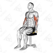 Démonstration animée de l’exercice Curl biceps assis avec élastique