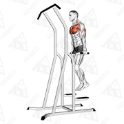 Animated demonstration of chest dip (on dip-pull-up cage)
