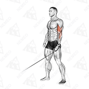 Animated demonstration of cable one arm curl