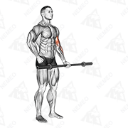 Animated demonstration of barbell alternate biceps curl
