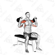 Animierte Vorführung von Doppelarm-Kettlebell-Schulterdrücken im Sitzen