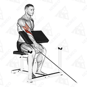Demostración animada de Curl con agarre prono con un brazo sentado en la máquina de poleas